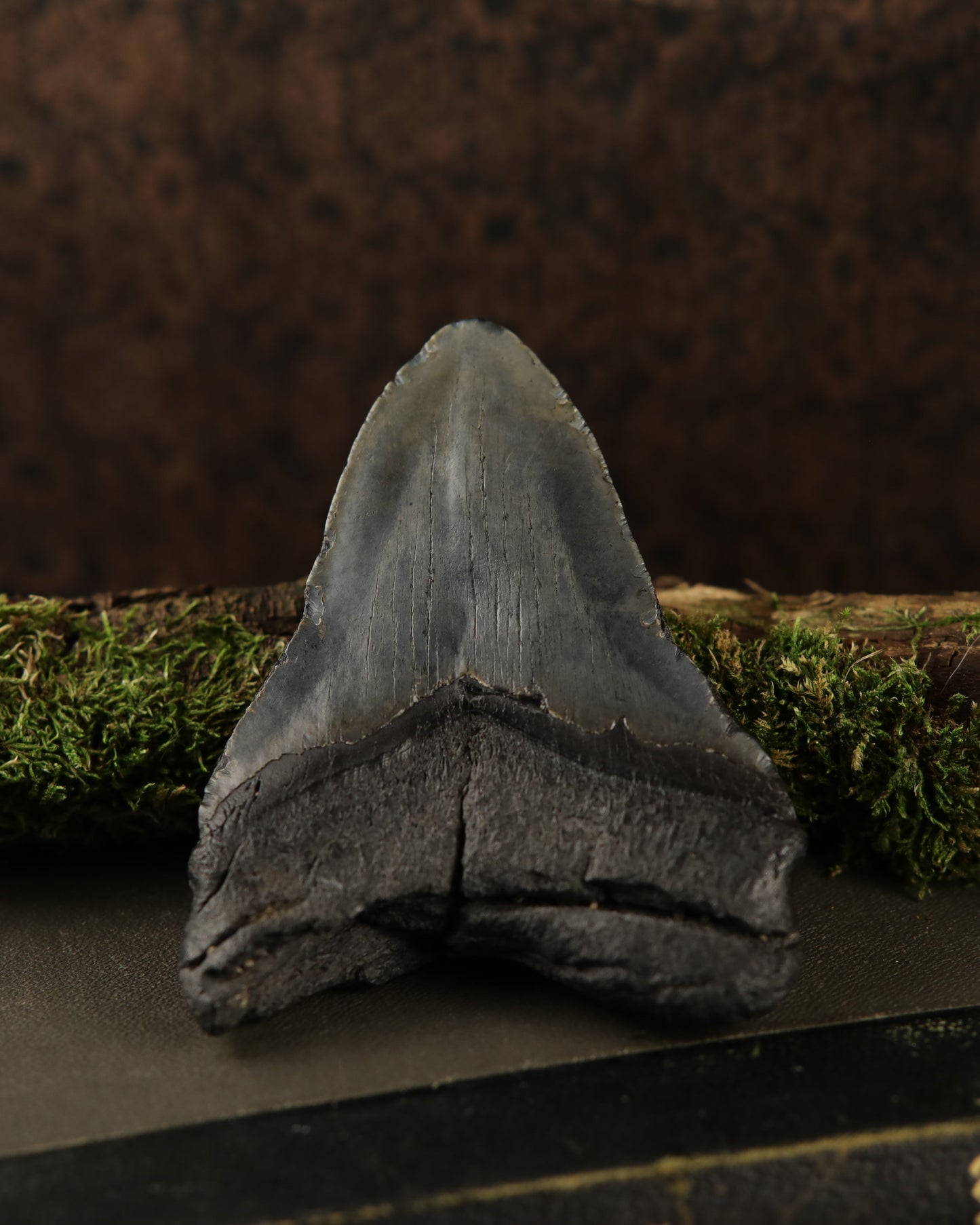 Echter Megalodon Haizahn (12,7 cm)