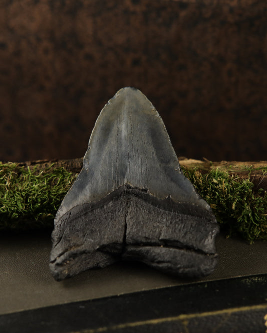 Echter Megalodon Haizahn (12,7 cm)