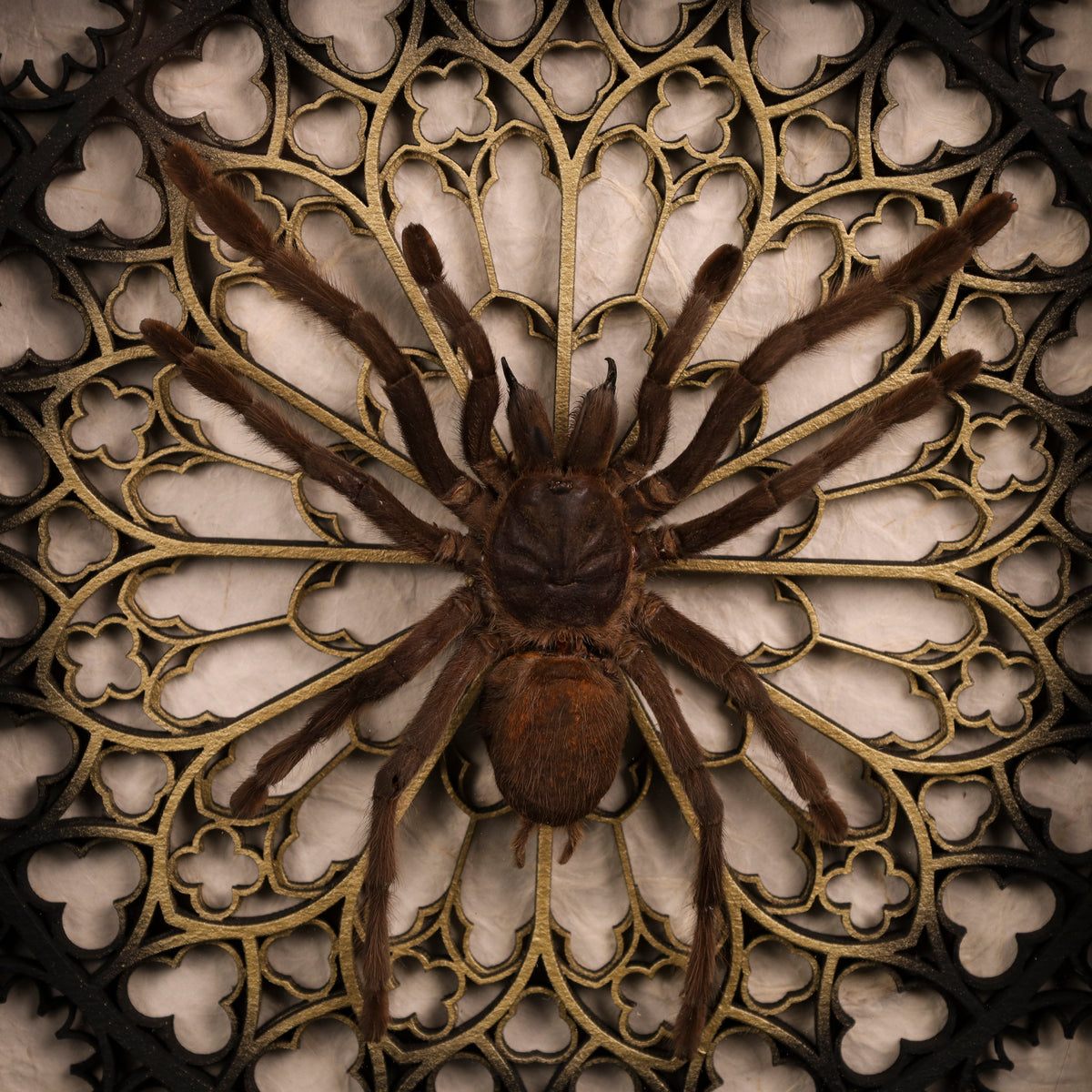 Haplopelma minax im Rahmen – Vogelspinne | 22x22cm