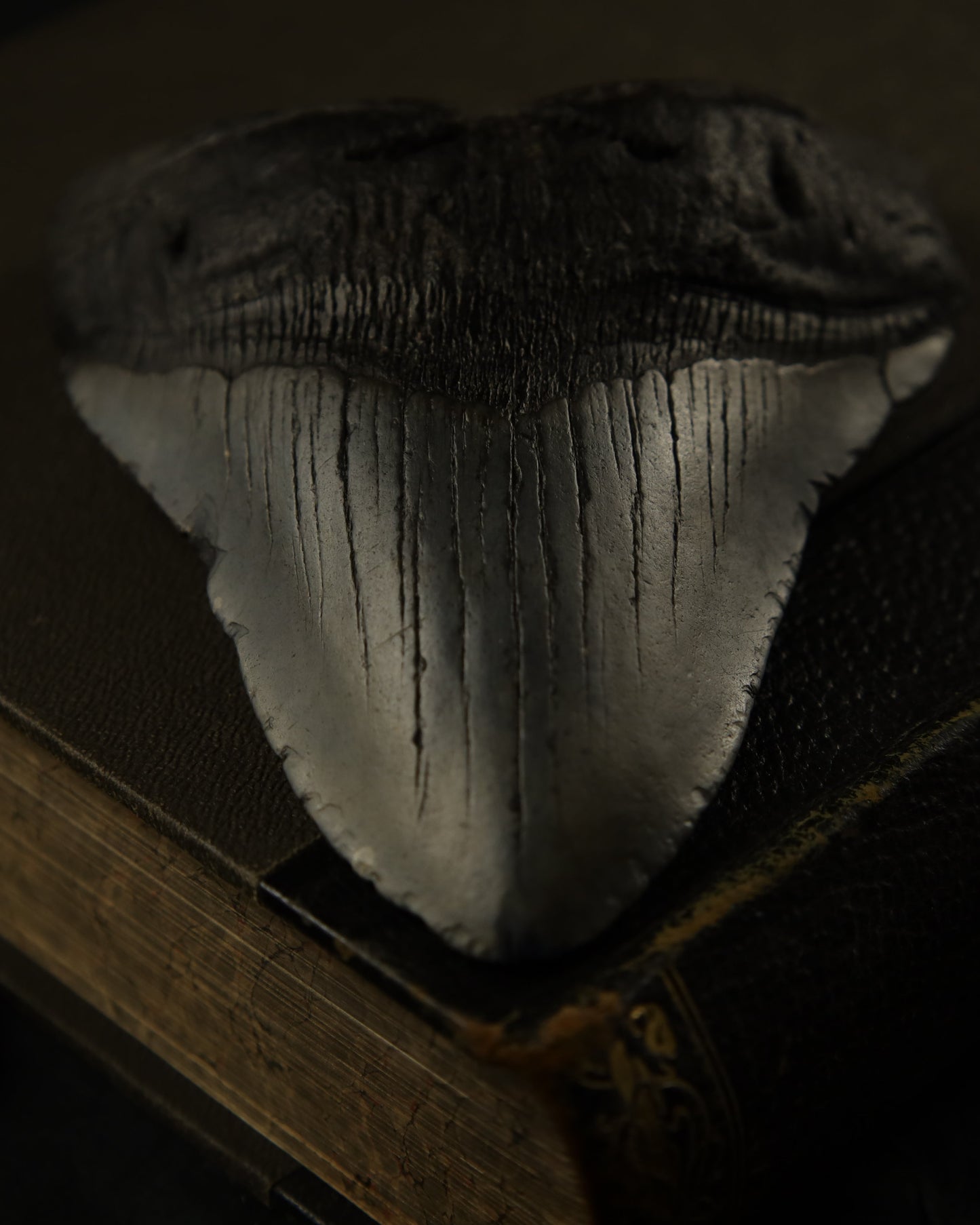 Echter Megalodon Haizahn (12,7 cm)