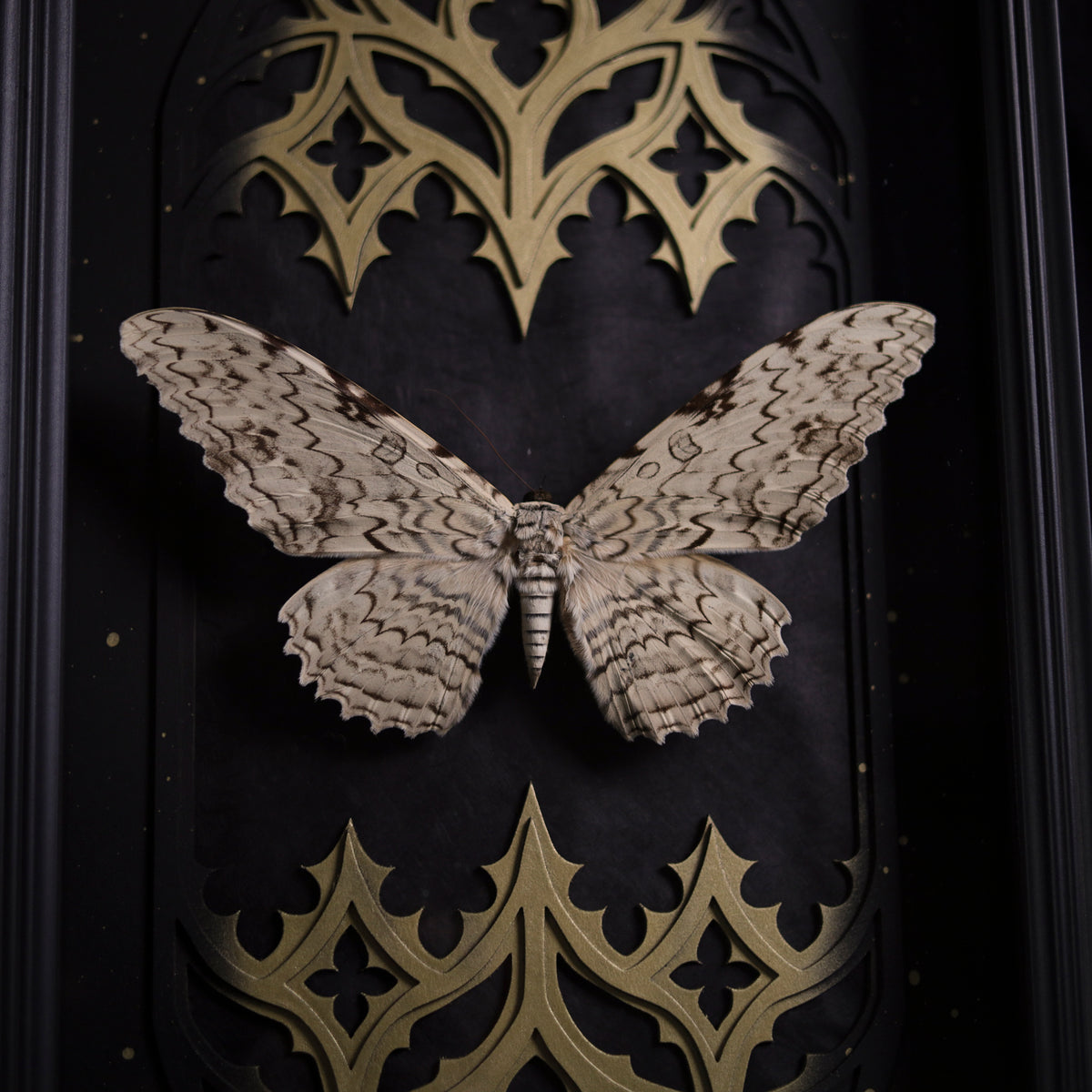 Thysania agrippina im Rahmen – Masterpiece „Weiße Hexe“ | Gold oder Silber | 25x50cm