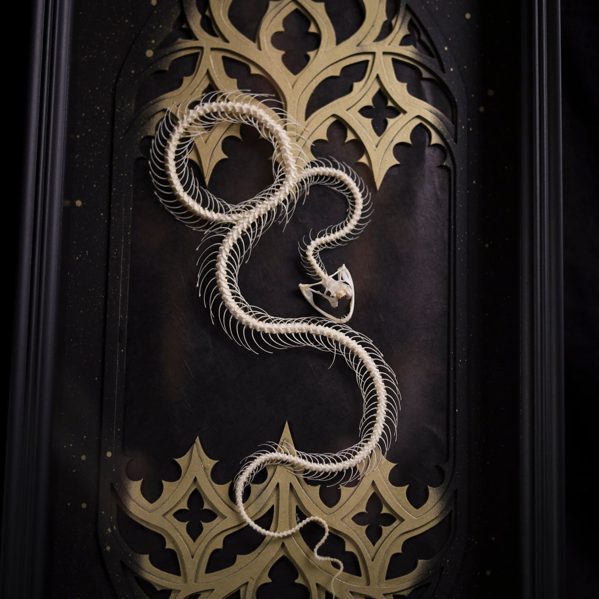 Trimeresurus albolabris im Rahmen – Schlangenskelett Masterpiece | 25x50cm