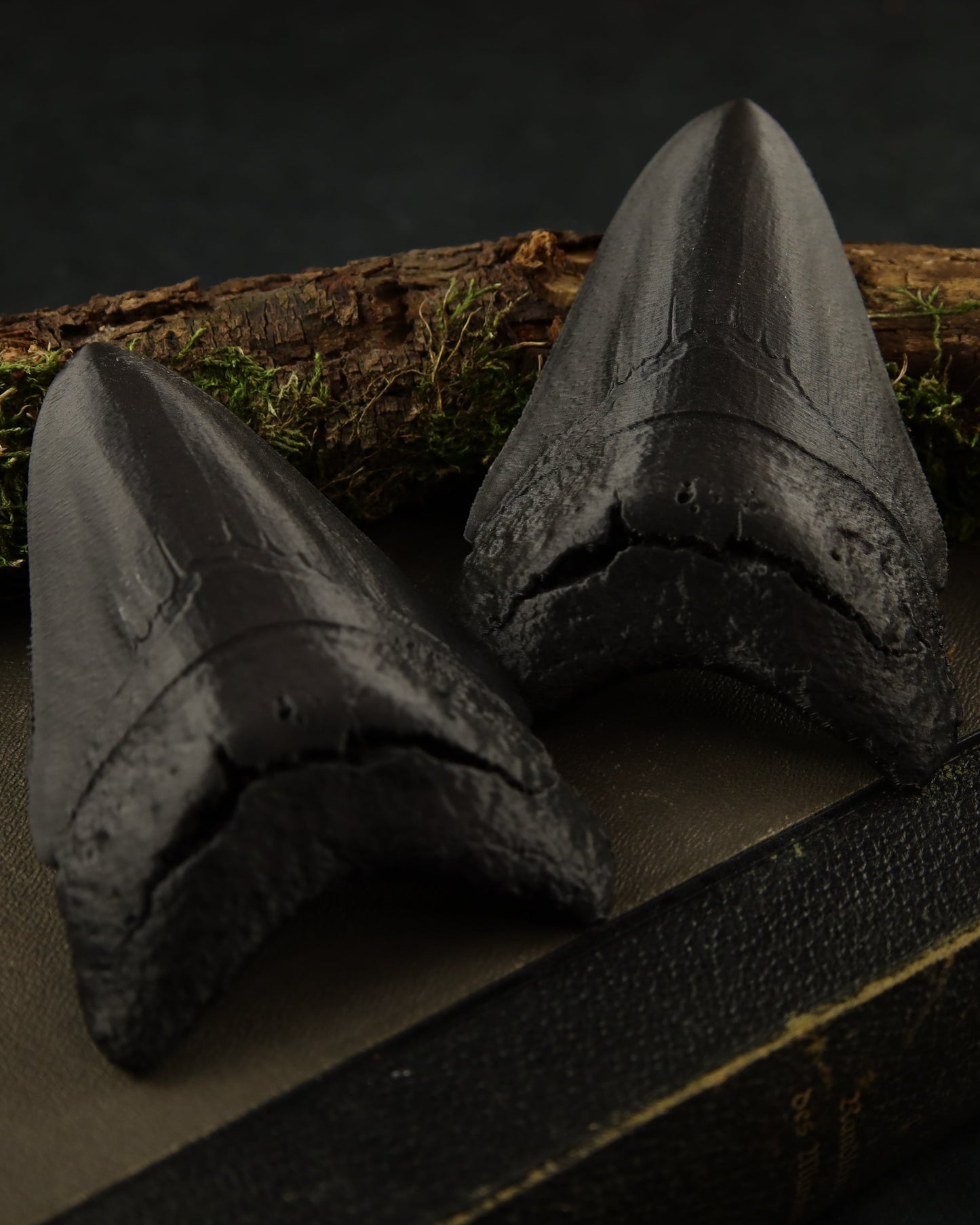 Megalodon tooth 3D printed