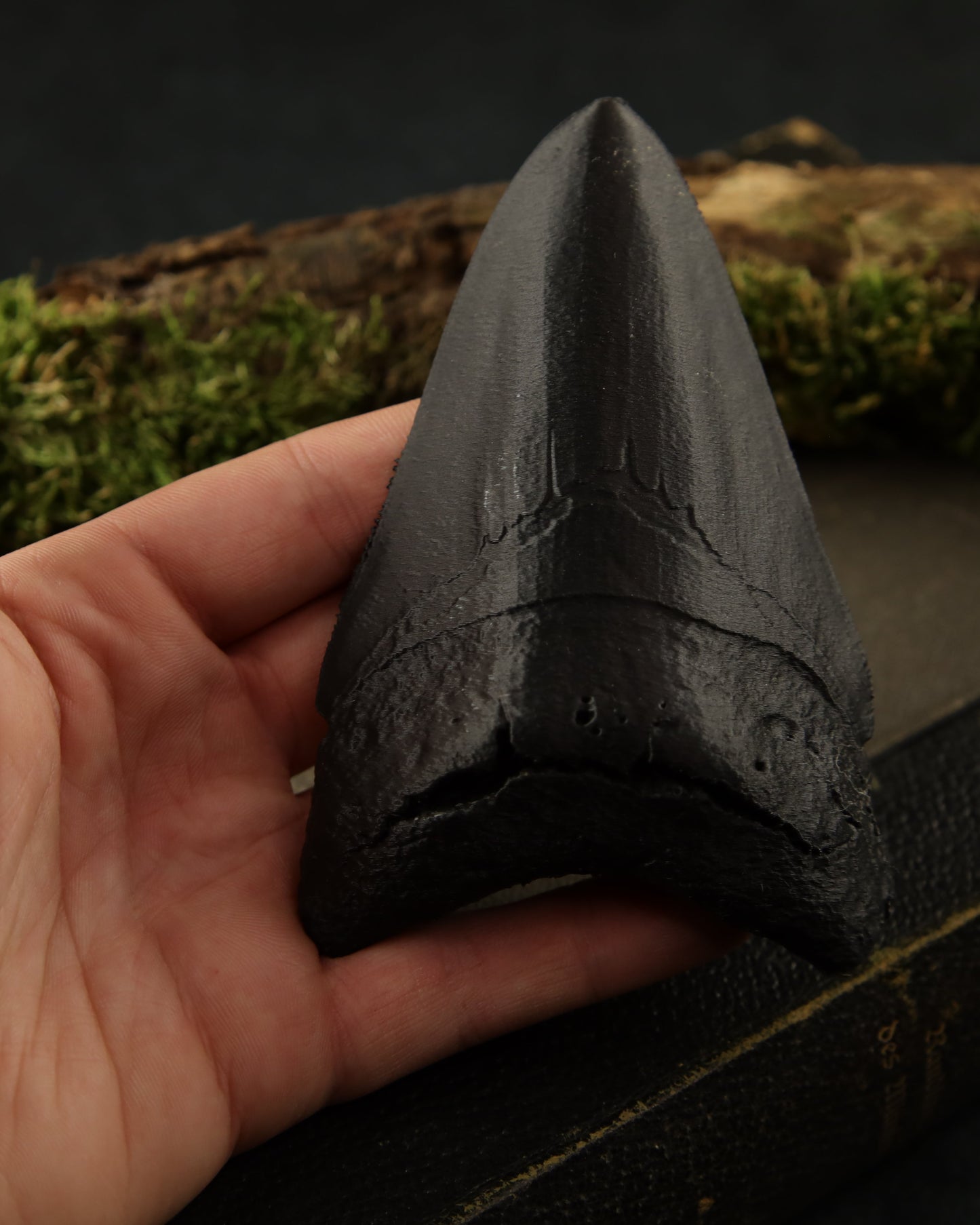 Megalodon tooth 3D printed
