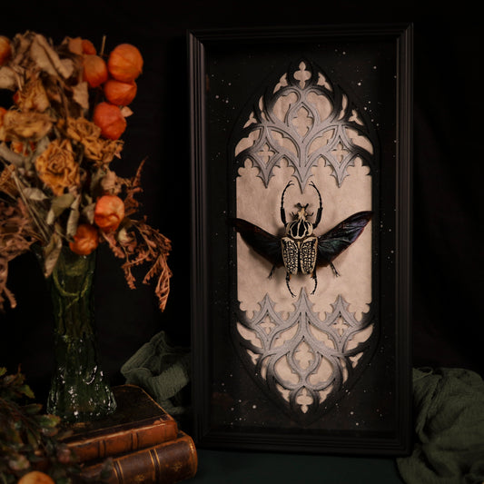 Goliathus orientalis im Rahmen – Goliathkäfer als Masterpiece | 25x50cm