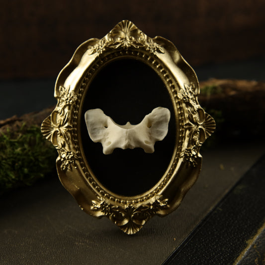 Fuchs-Atlaswirbel im goldenen Barockrahmen – Wanddekoration aus Knochen (mit Aufhängung)