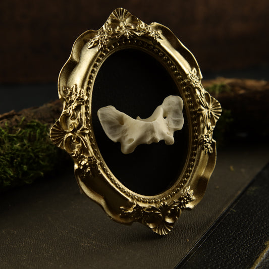 Fuchs-Atlaswirbel im goldenen Barockrahmen – Wanddekoration aus Knochen (mit Aufhängung)