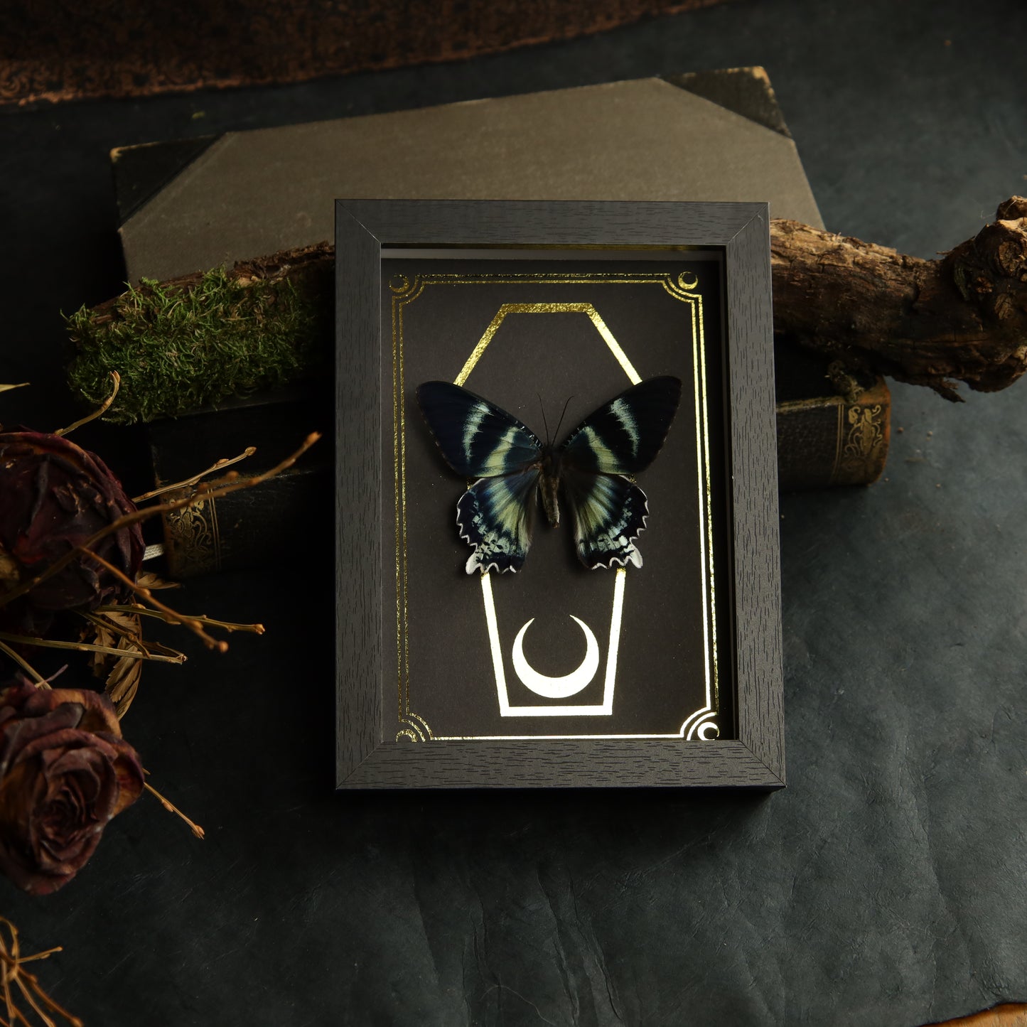 Alcides orontes im Rahmen