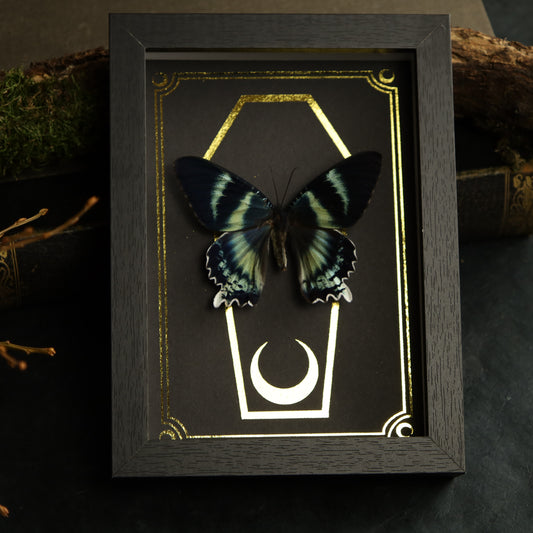 Alcides orontes im Rahmen