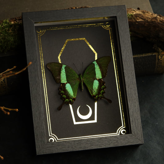 Papilio daedalus in the context