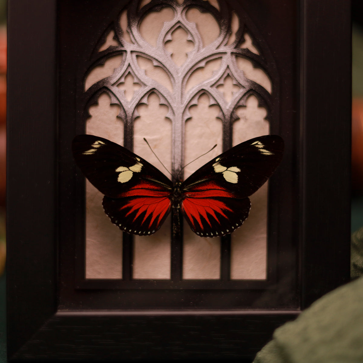 Heliconius doris im Rahmen – Silber oder Rot
