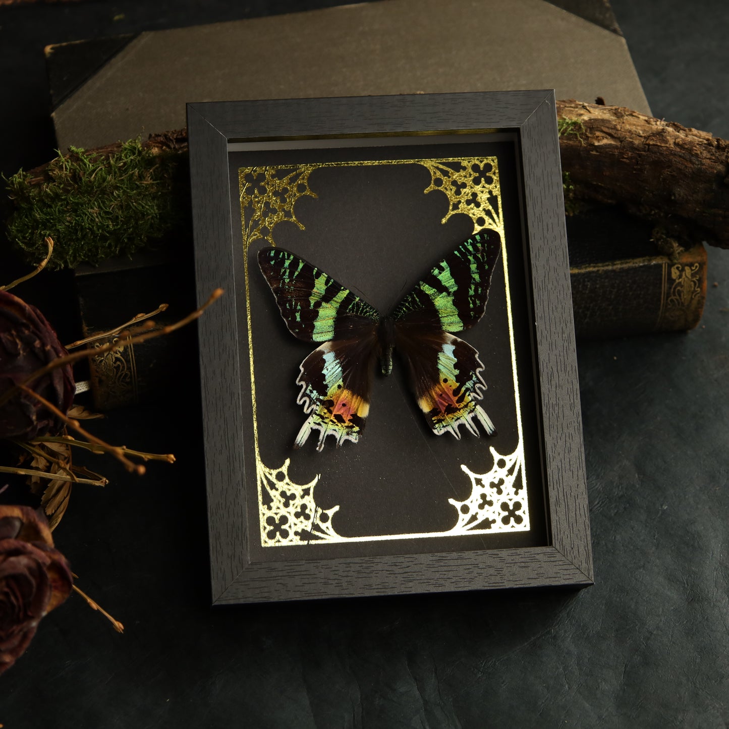 Urania rhipheus im Rahmen