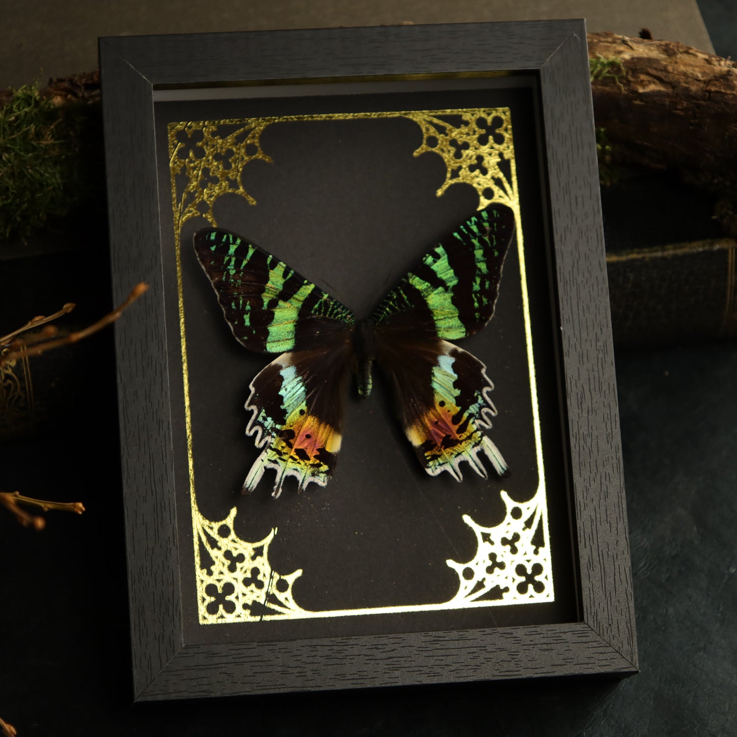 Urania rhipheus im Rahmen