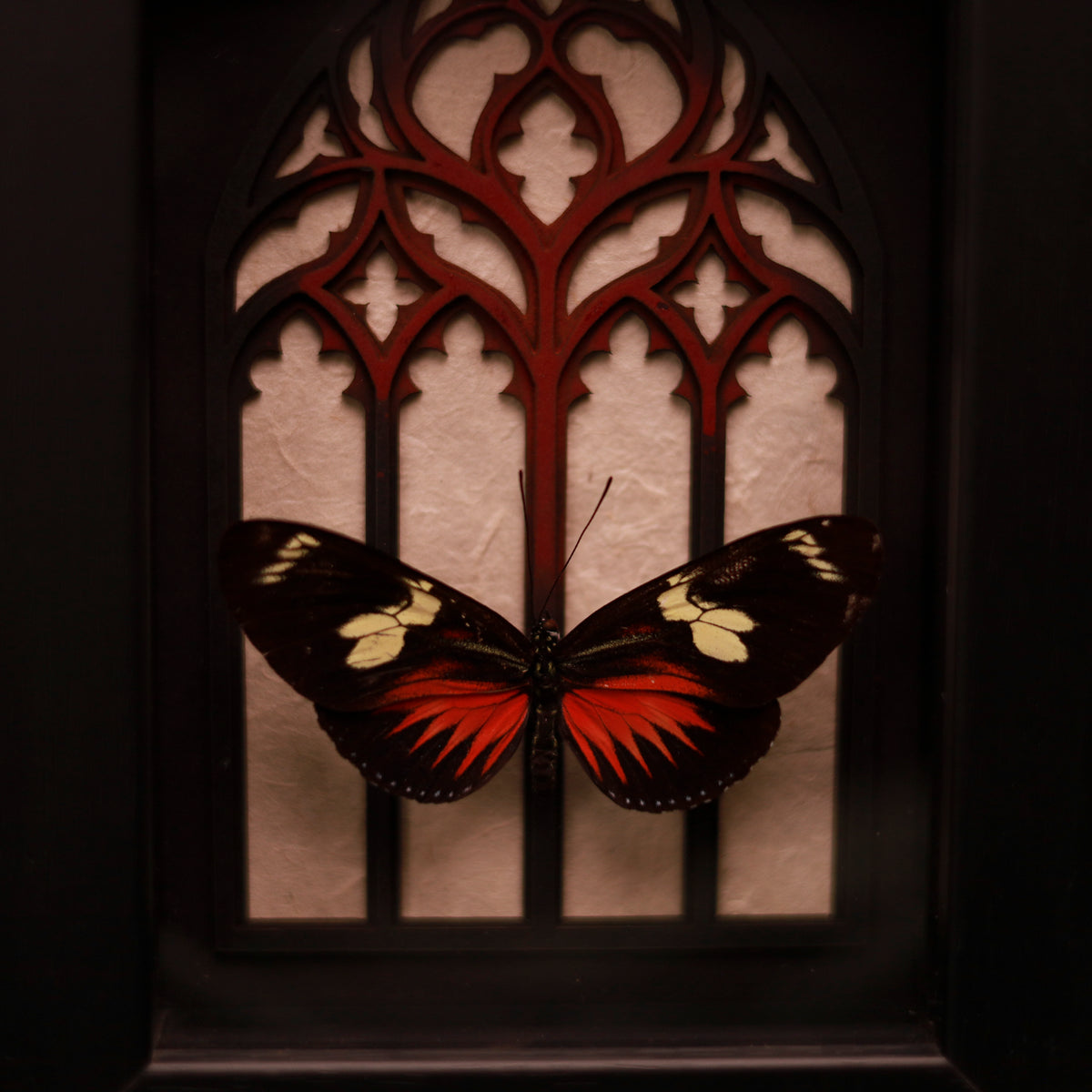 Heliconius doris im Rahmen – Silber oder Rot