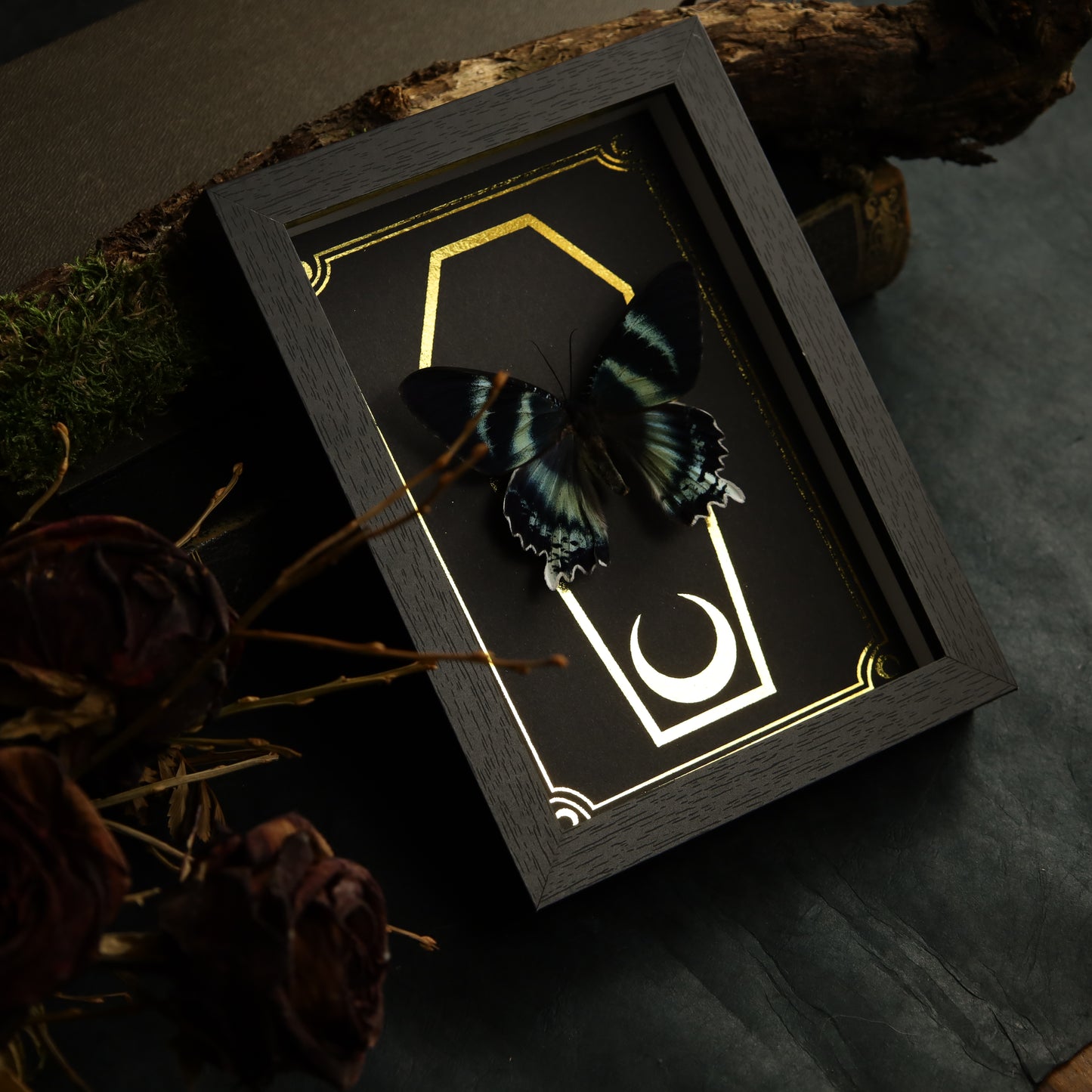 Alcides orontes im Rahmen