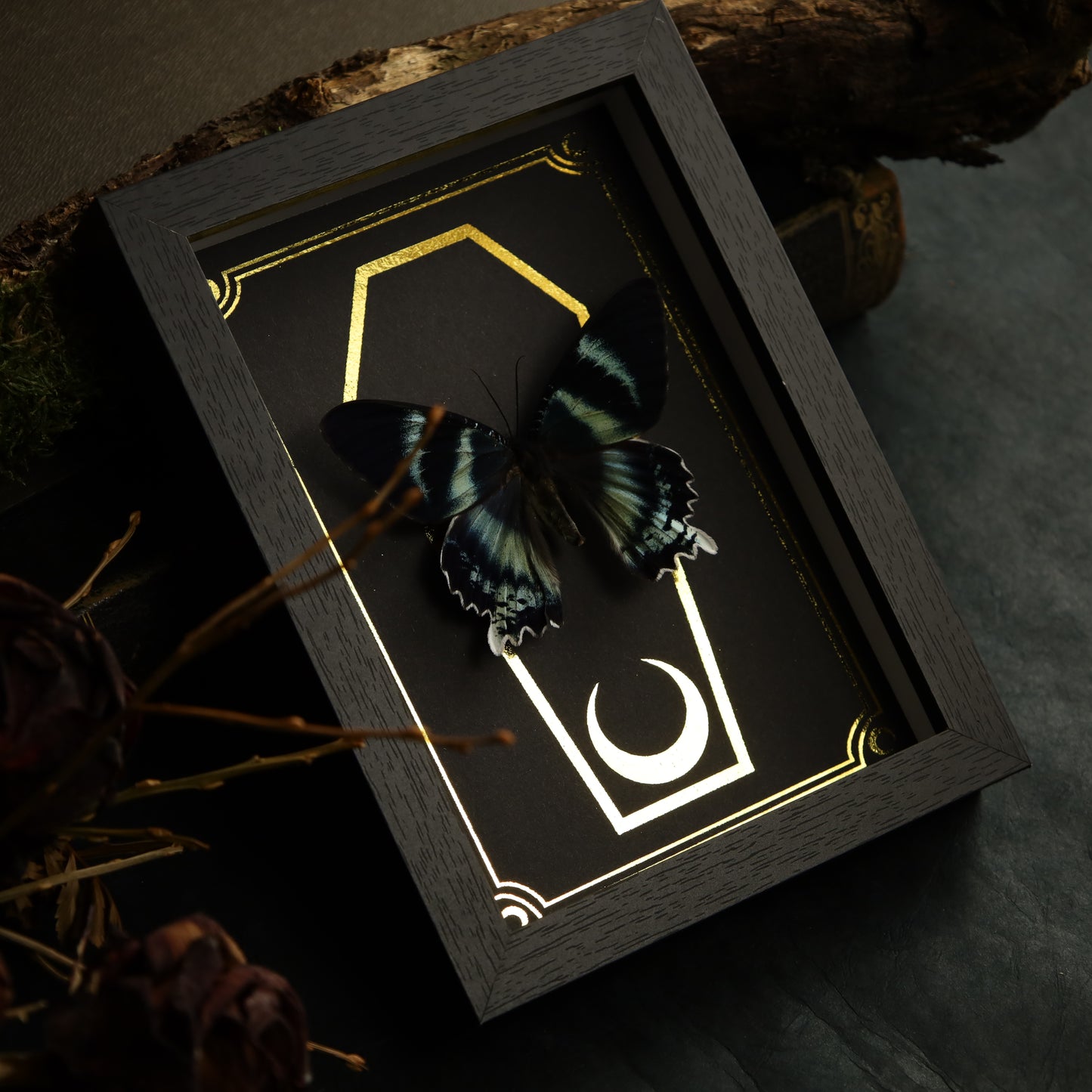 Alcides orontes im Rahmen