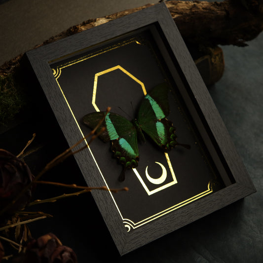 Papilio daedalus in the context