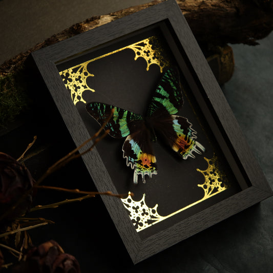 Urania rhipheus im Rahmen