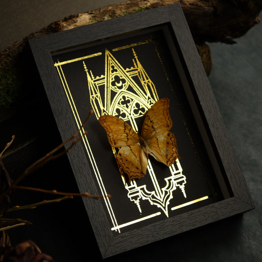 Vindula dejone im Rahmen