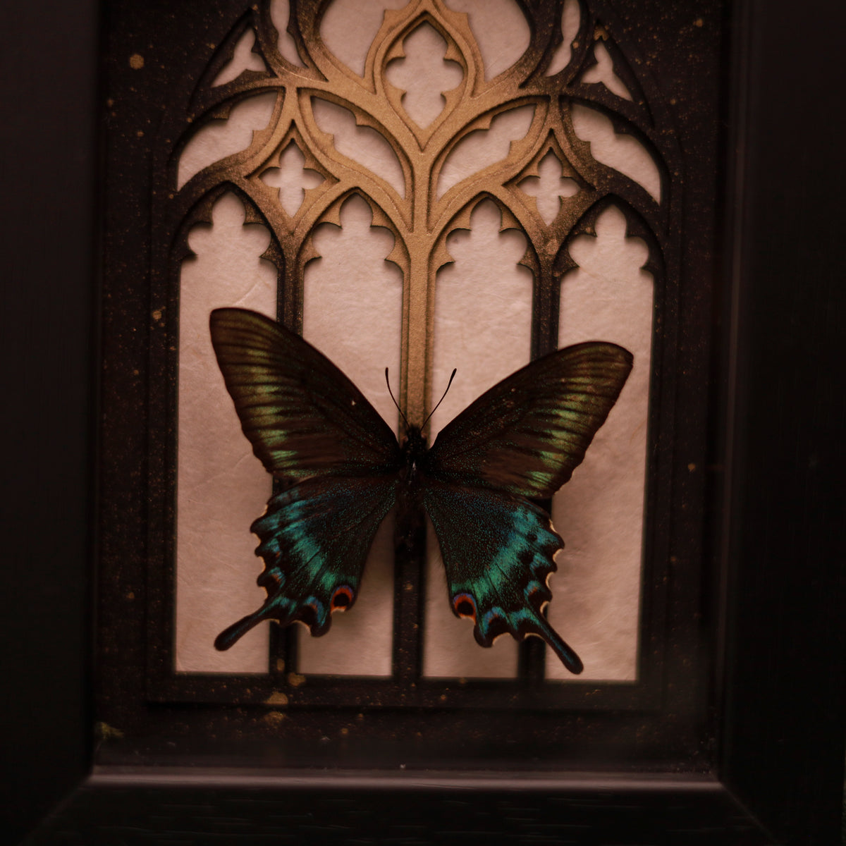 Papilio maackii (Spring) im schwarzen 3D-Rahmen mit gotischem Hintergrund | 18 x 13 cm | Vers. Farben
