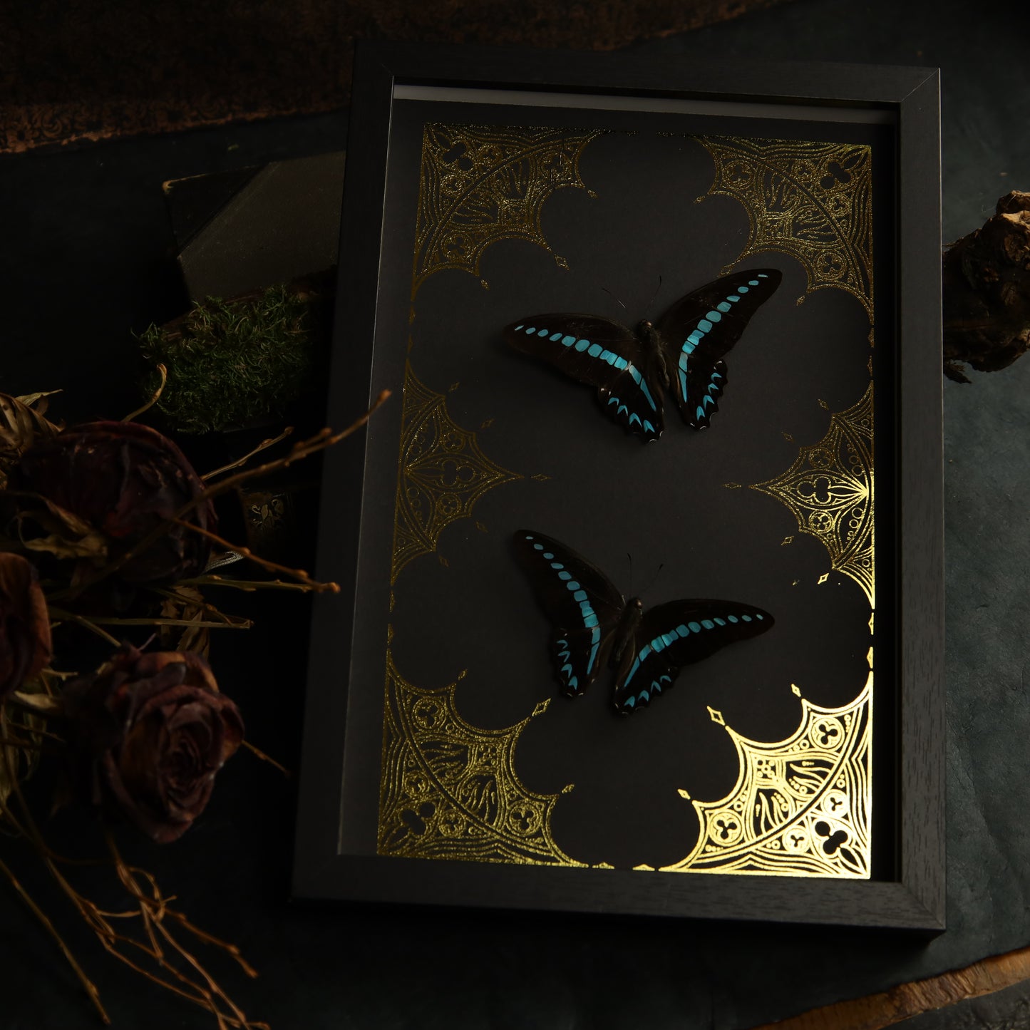 Graphium milon in a frame on a gold background