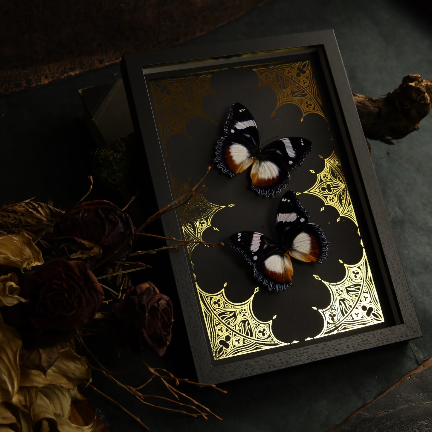 Hypolimnas dexithea im Rahmen auf Goldhintergrund