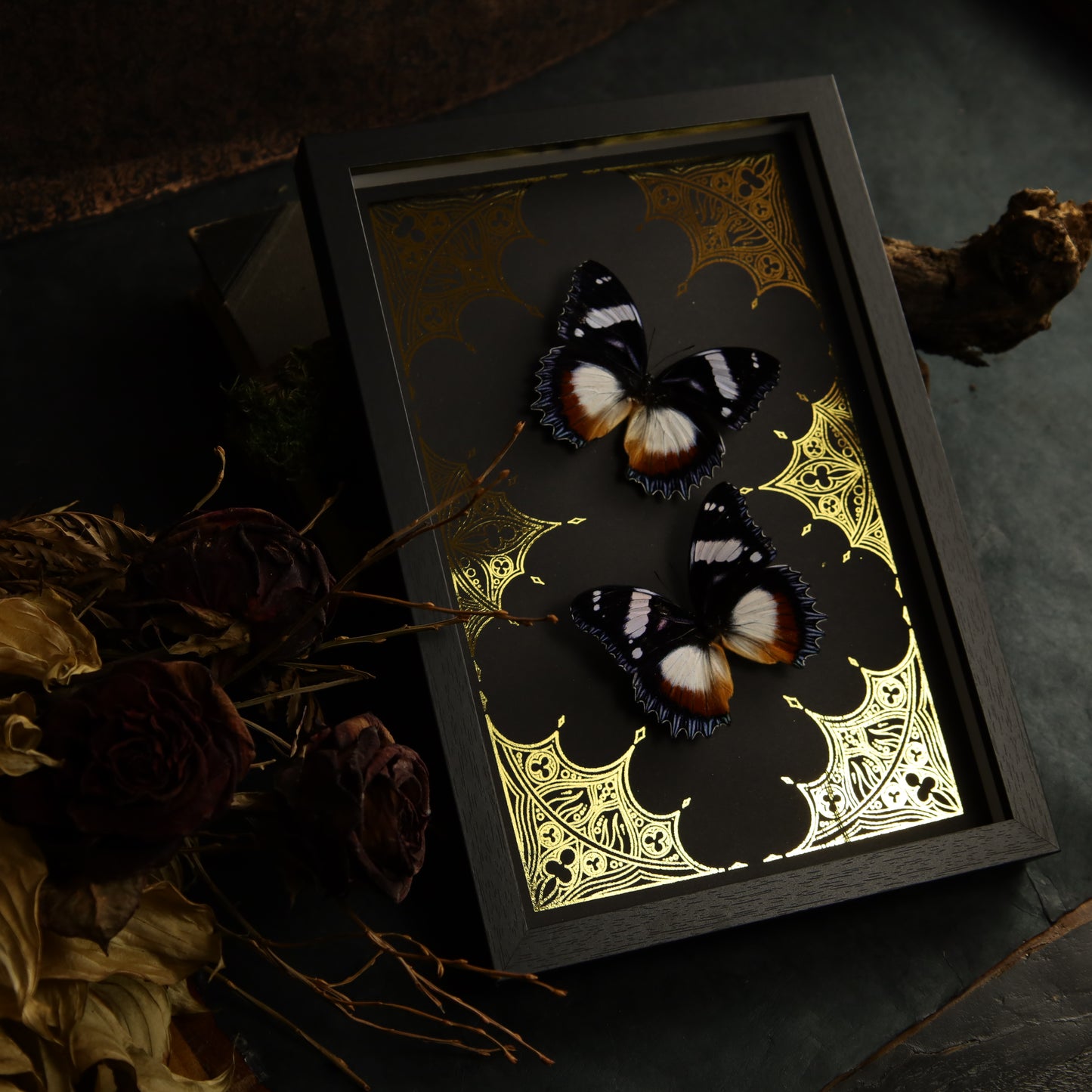 Hypolimnas dexithea im Rahmen auf Goldhintergrund