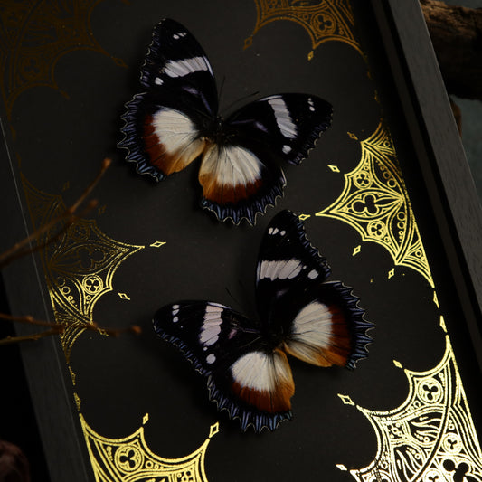 Hypolimnas dexithea im Rahmen auf Goldhintergrund