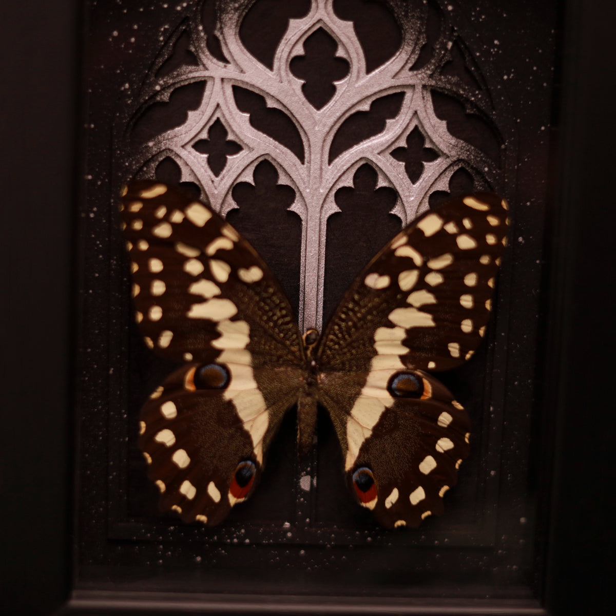 Papilio demoleus – Ritterfalter im Kathedralrahmen | 10x15cm