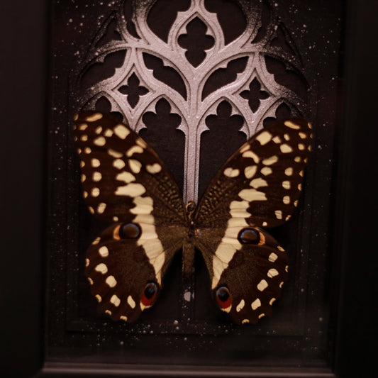 Papilio demoleus – Ritterfalter im Kathedralrahmen | 10x15cm