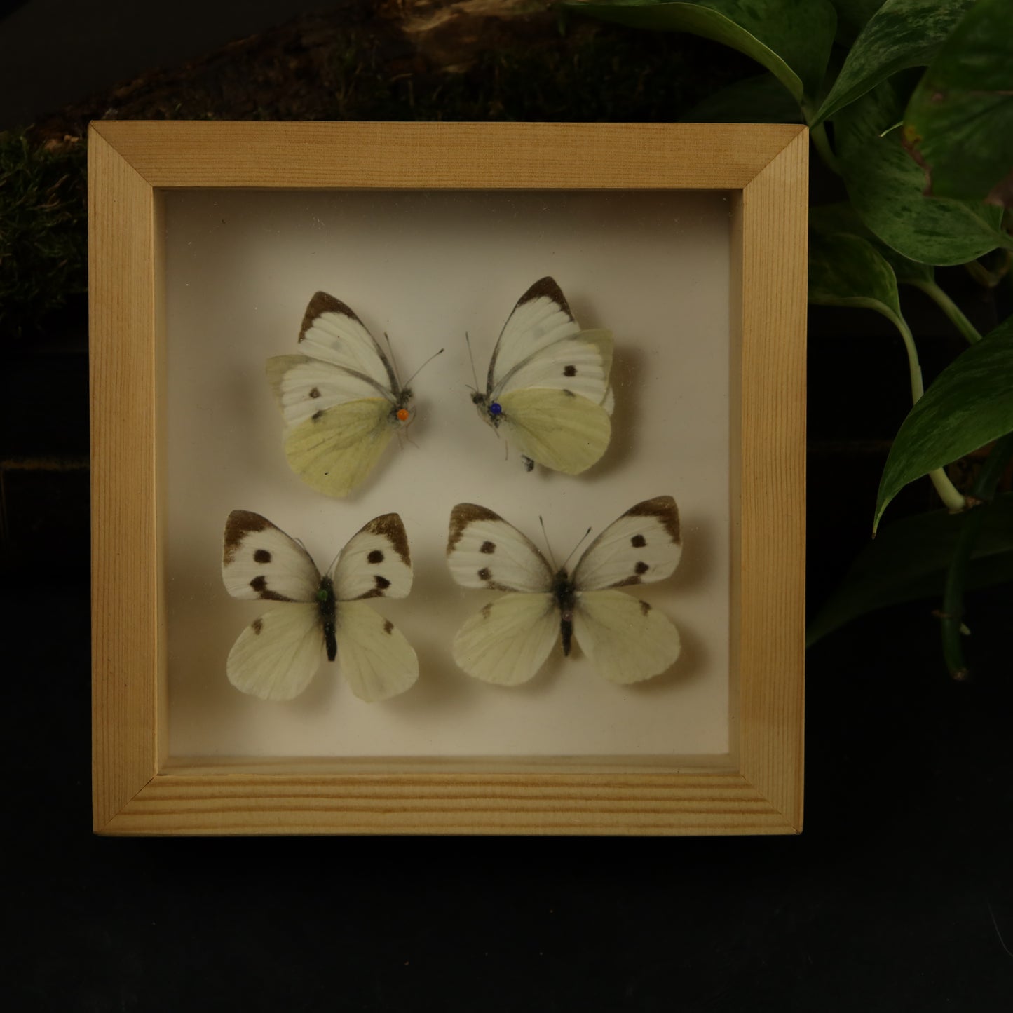 Genuine antique butterfly frame - estate