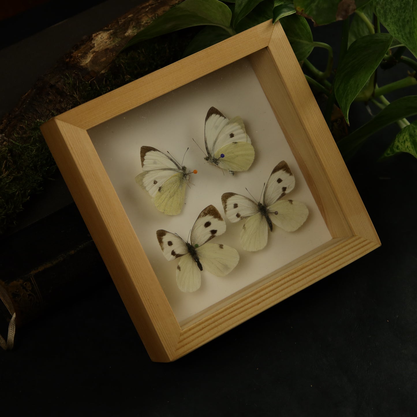 Genuine antique butterfly frame - estate