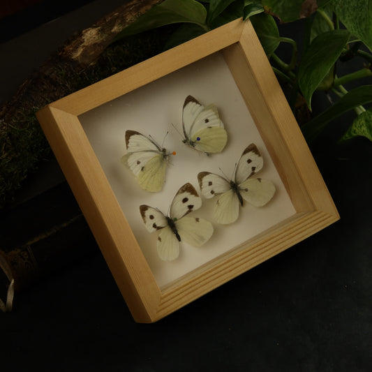 Echter alter Schmetterlingsrahmen - Nachlass