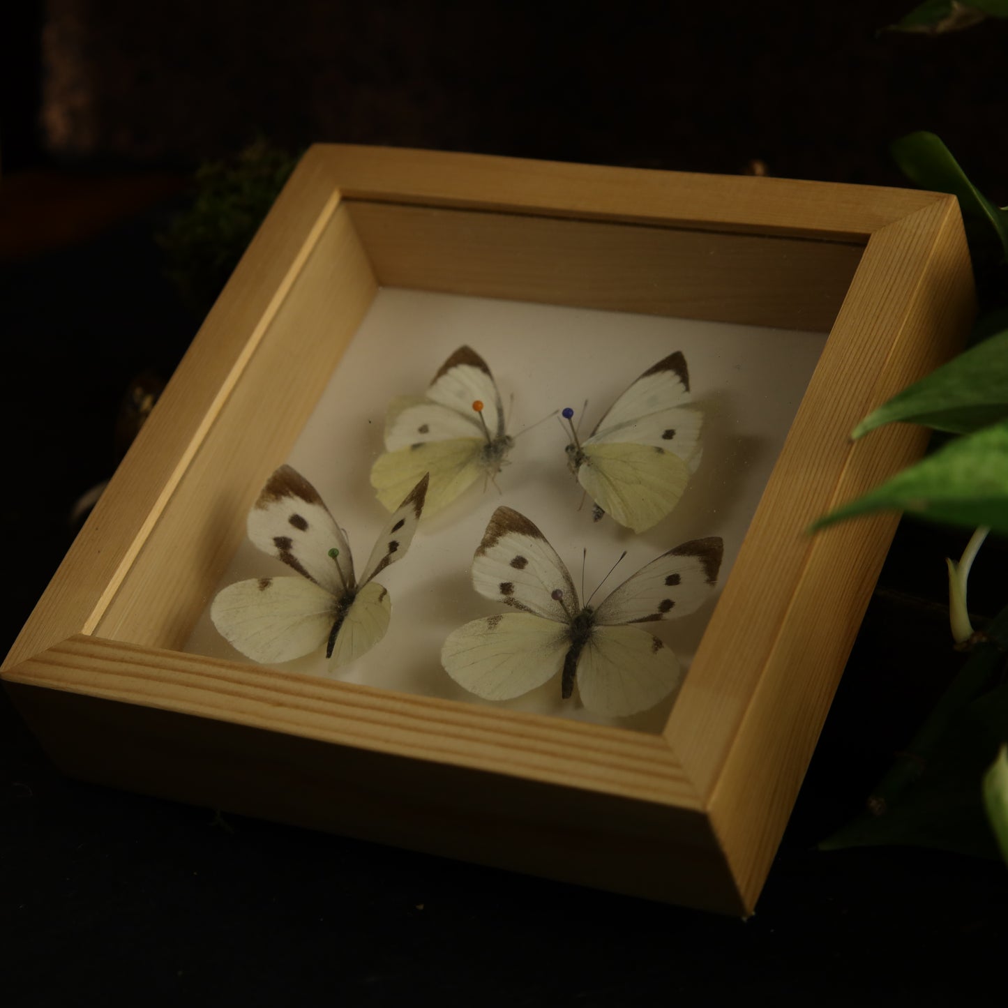 Genuine antique butterfly frame - estate