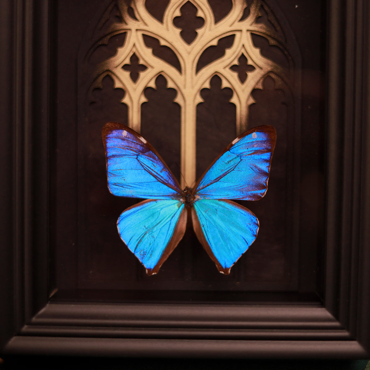 Morpho aega im Rahmen – Schmetterling vor gotischem Kathedralfenster mit Goldakzent | 15x20cm
