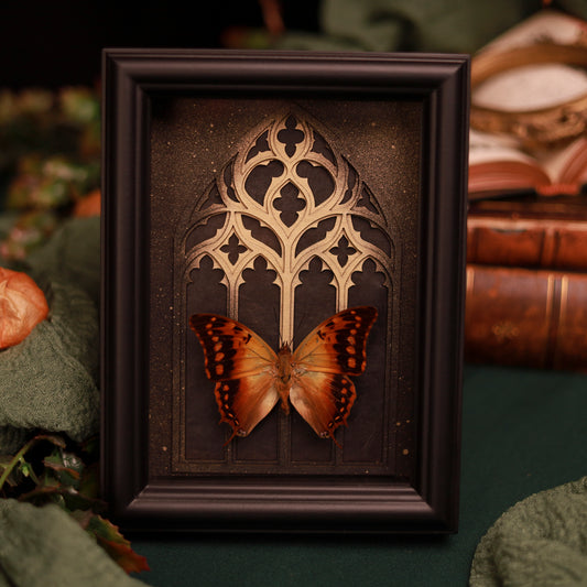 Charaxes andranodorus im Rahmen – Gotische Naturkunst mit Goldakzent