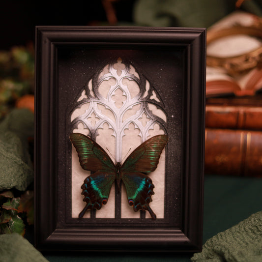 Papilio maackii – Sommerform im Kathedralrahmen | 15x20cm
