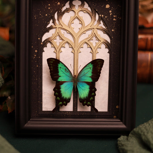 Papilio lorquinianus – Ritterfalter im Kathedralrahmen in Gold und Weiß