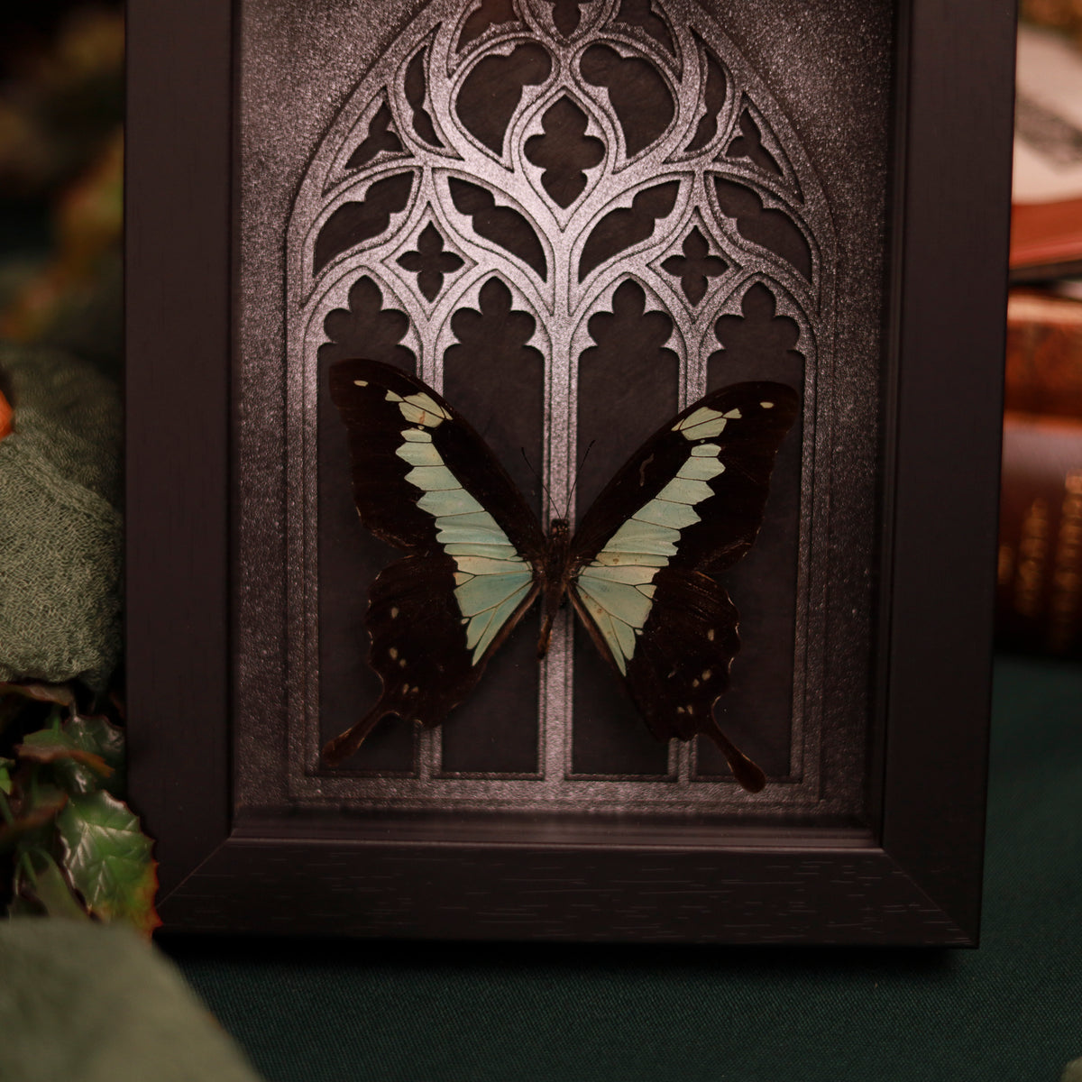 Papilio phorcas im Rahmen mit gotischem Hintergrund | 15x20cm
