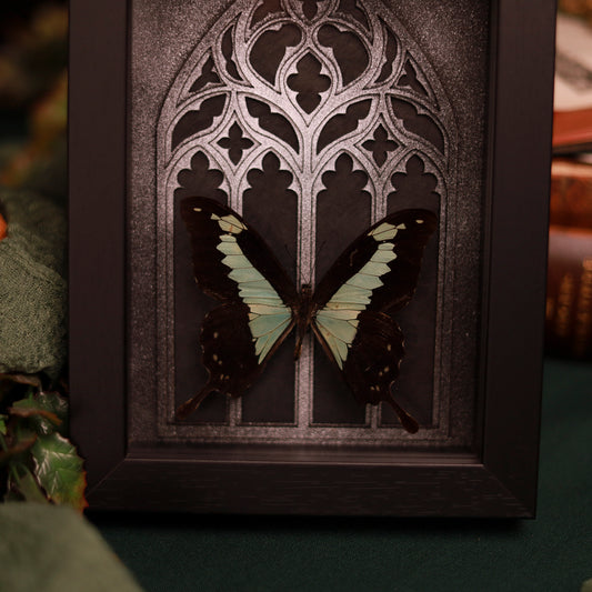 Papilio phorcas im Rahmen mit gotischem Hintergrund | 15x20cm
