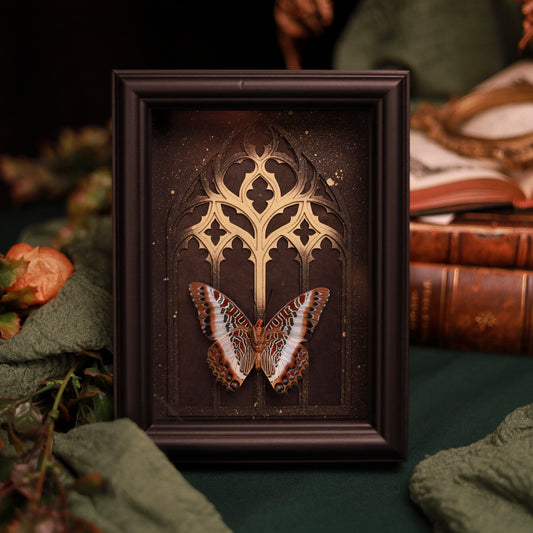 Charaxes brutus im 15 × 20 cm großen Rahmen vor einem gotischen Kathedralmotiv mit goldenem Akzent.