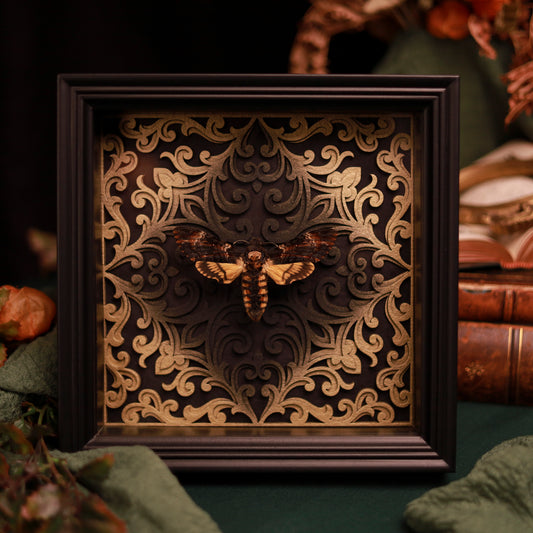 Totenkopfschwärmer im Rahmen – Acherontia atropos mit 3D-Barockhintergrund