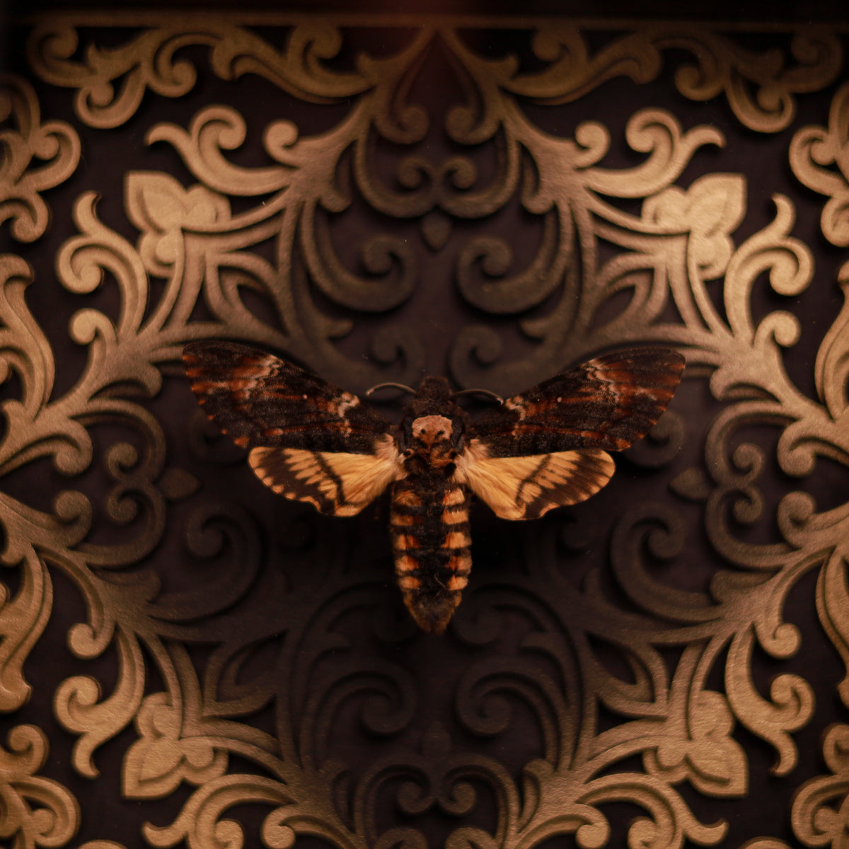 Totenkopfschwärmer im Rahmen – Acherontia atropos mit 3D-Barockhintergrund