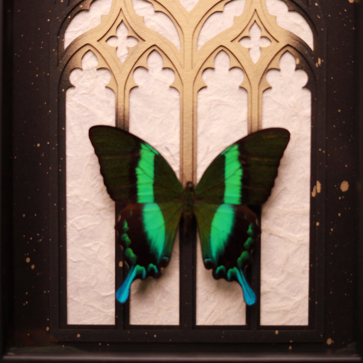 Papilio blumei im Rahmen – Schmetterling vor gotischem Kathedralfenster | 20x30cm