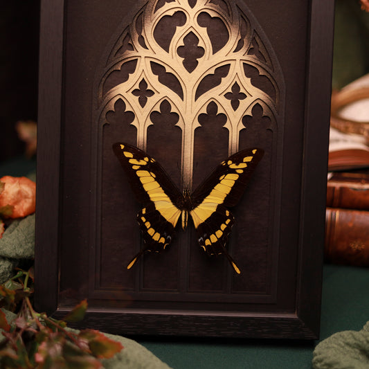 Papilio thoas im Rahmen – Schmetterling vor gotischem Kathedralfenster | 20x30cm