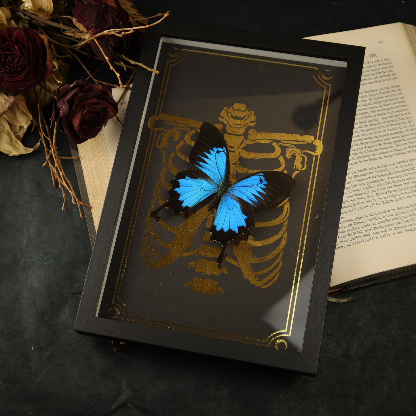 Papilio ulysses ulysses Gerahmt
