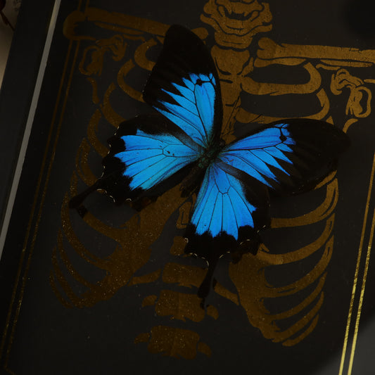 Papilio ulysses ulysses Framed