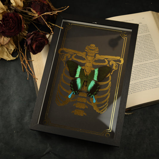 Papilio blumei | Gold background