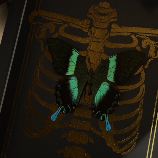 Papilio blumei | Gold background