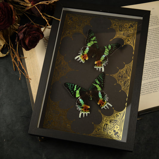 Chrysiridia rhipheus